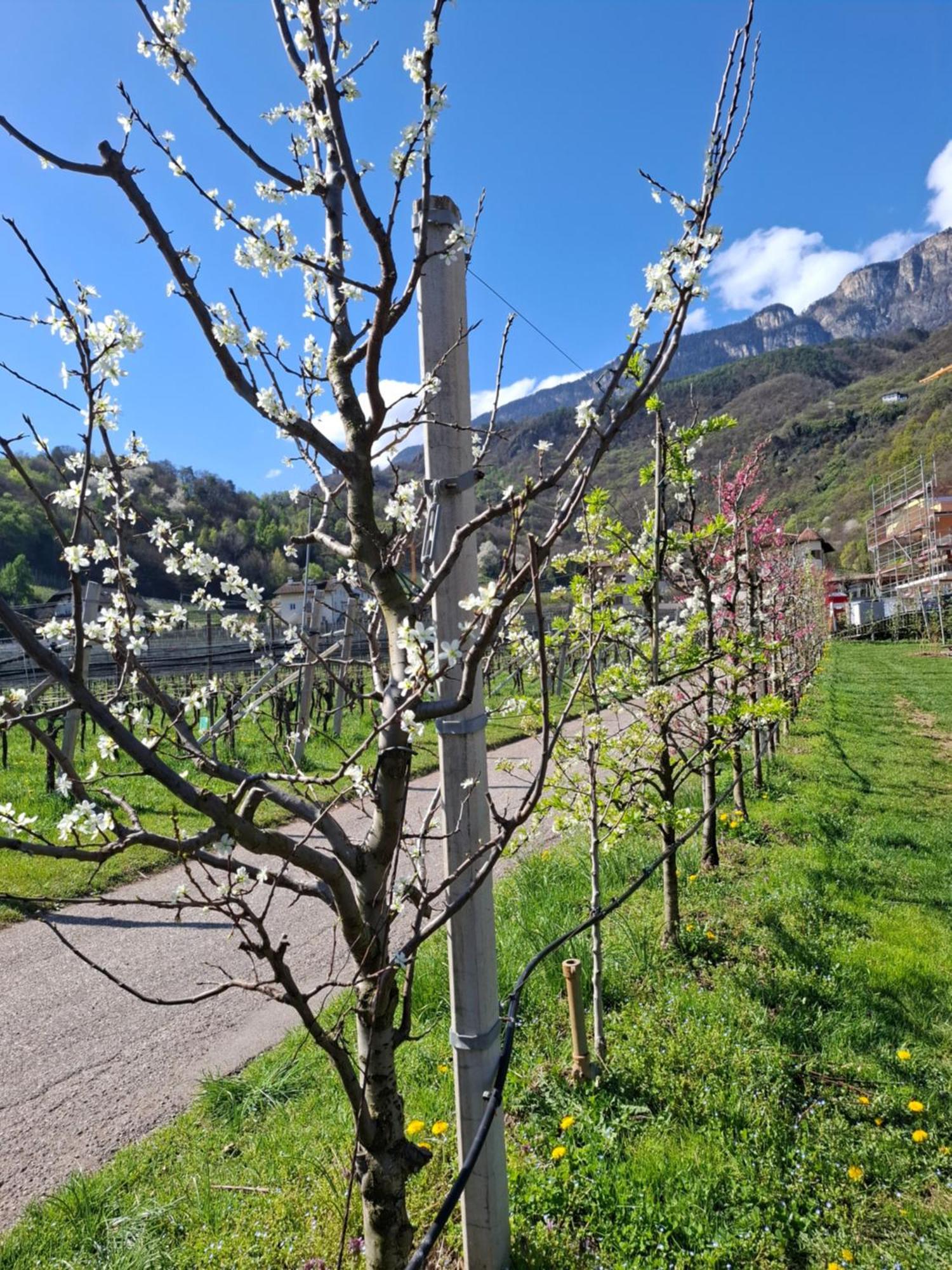 Versigglhof Appiano Sulla Strada Del Vino Ngoại thất bức ảnh