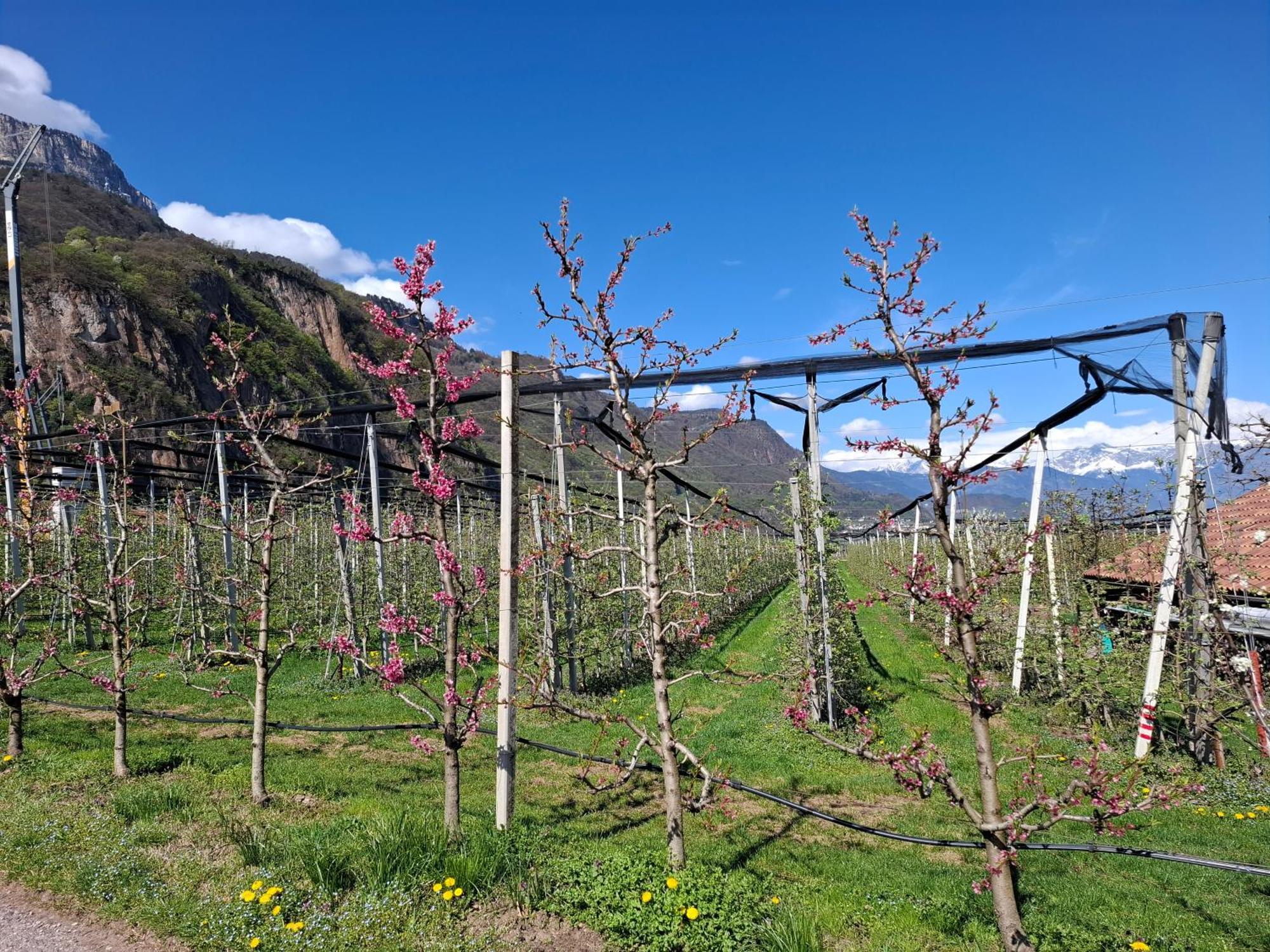 Versigglhof Appiano Sulla Strada Del Vino Ngoại thất bức ảnh